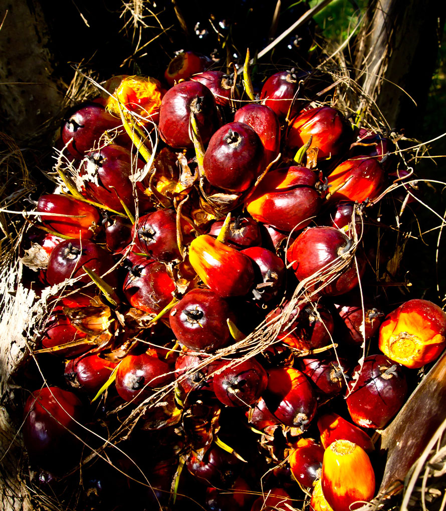 Palm Oil Supplier Johor Bahru