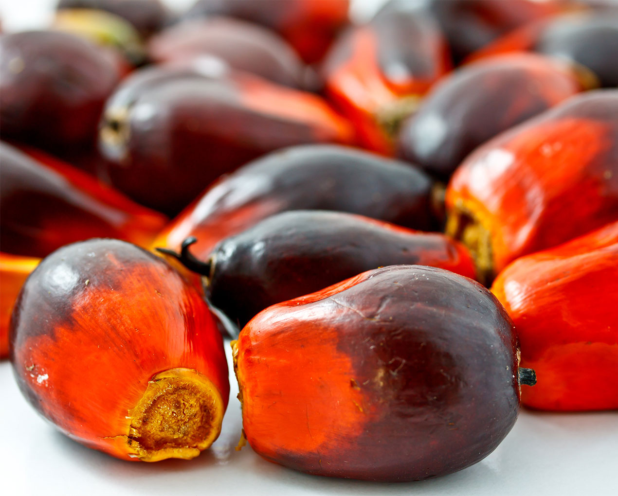 Palm Oil Supplier Johor Bahru