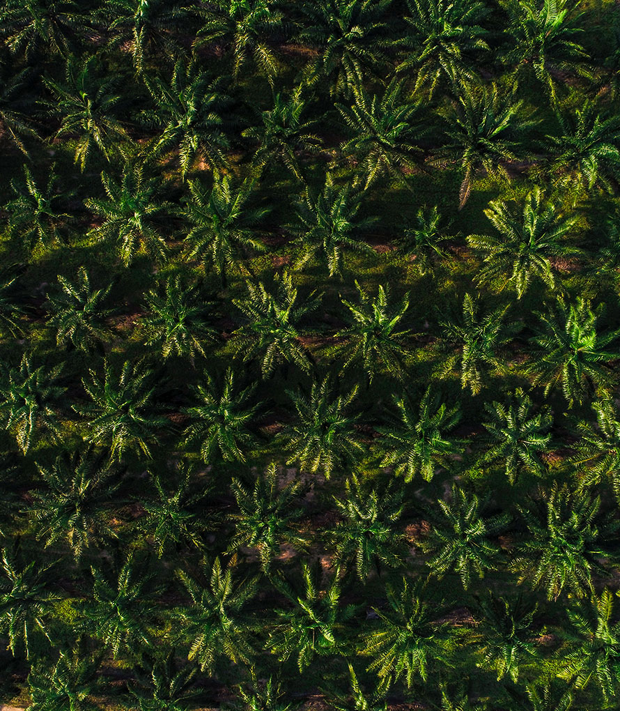 Palm Oil Supplier Johor Bahru