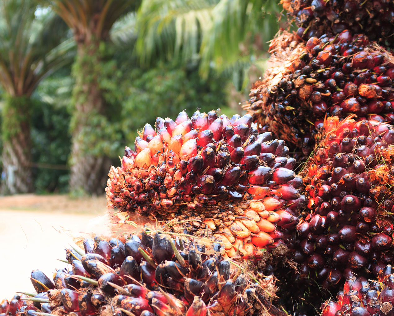 Palm Oil Supplier Johor Bahru