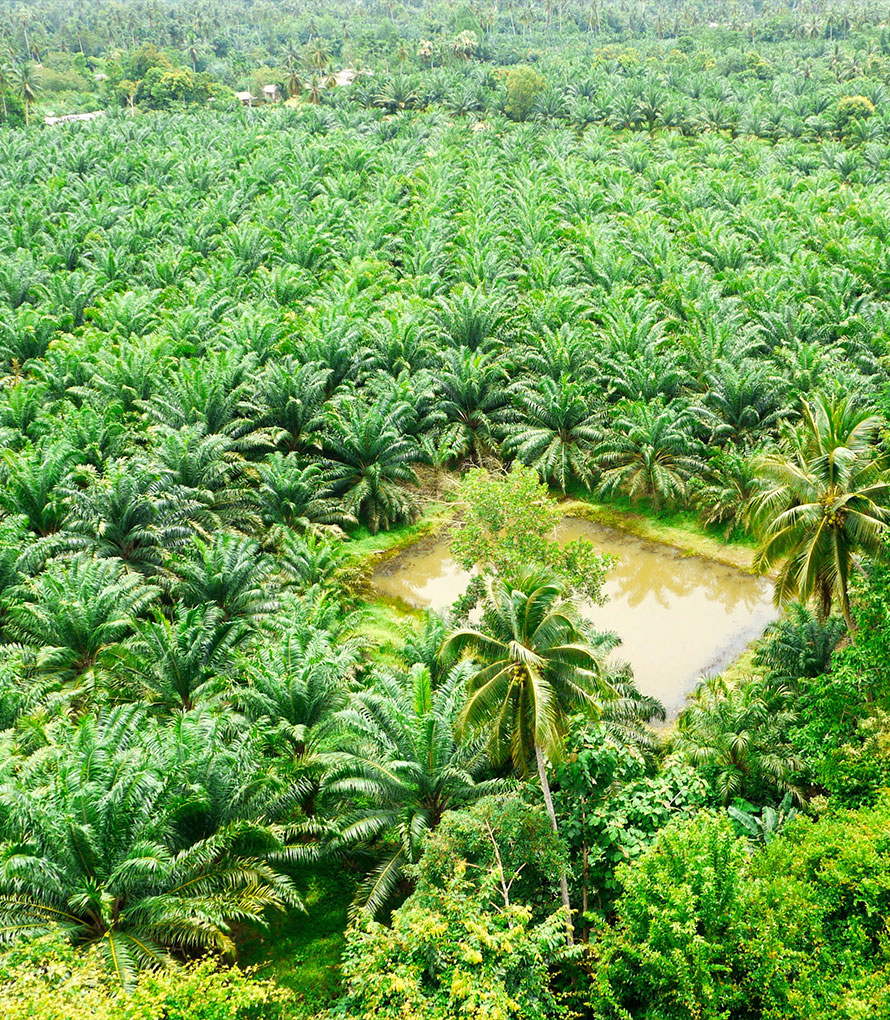 Palm Oil Supplier Johor Bahru